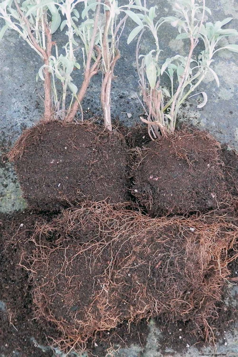 Spring Herb Garden Care: Tips for a Bountiful Harvest