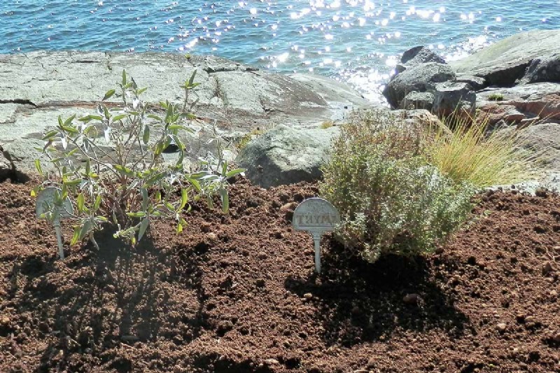 Spring Herb Garden Care: Tips for a Bountiful Harvest