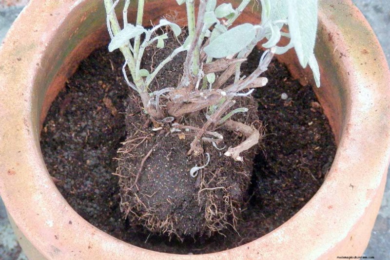 Spring Herb Garden Care: Tips for a Bountiful Harvest