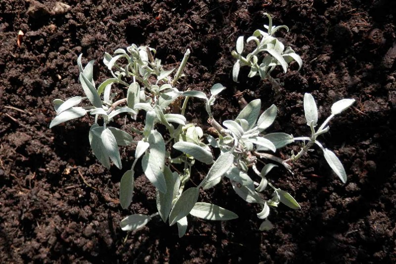 Spring Herb Garden Care: Tips for a Bountiful Harvest