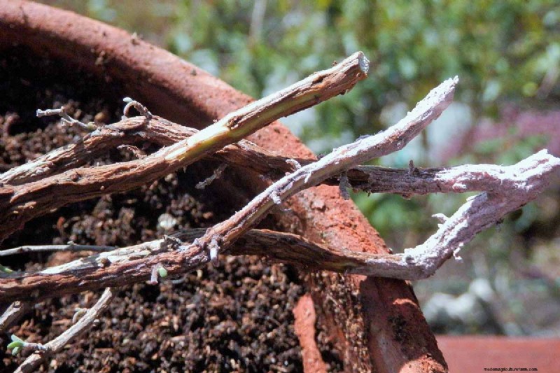 Spring Herb Garden Care: Tips for a Bountiful Harvest