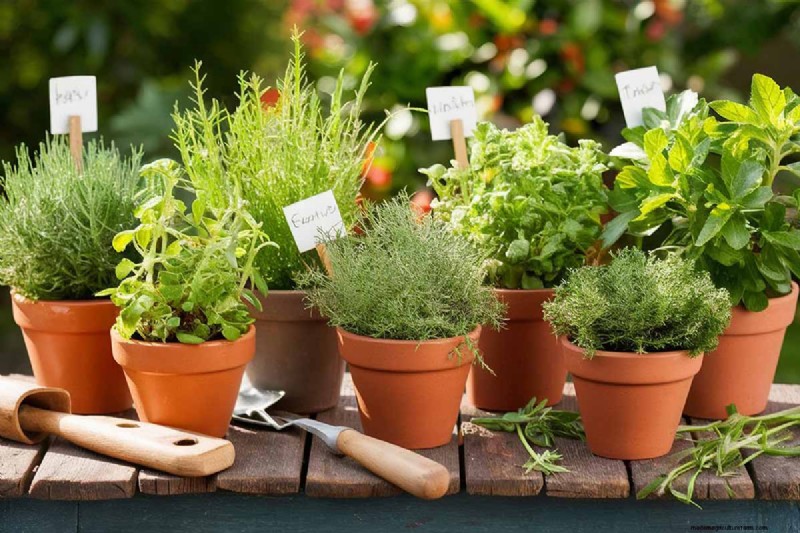 Spring Herb Garden Care: Tips for a Bountiful Harvest
