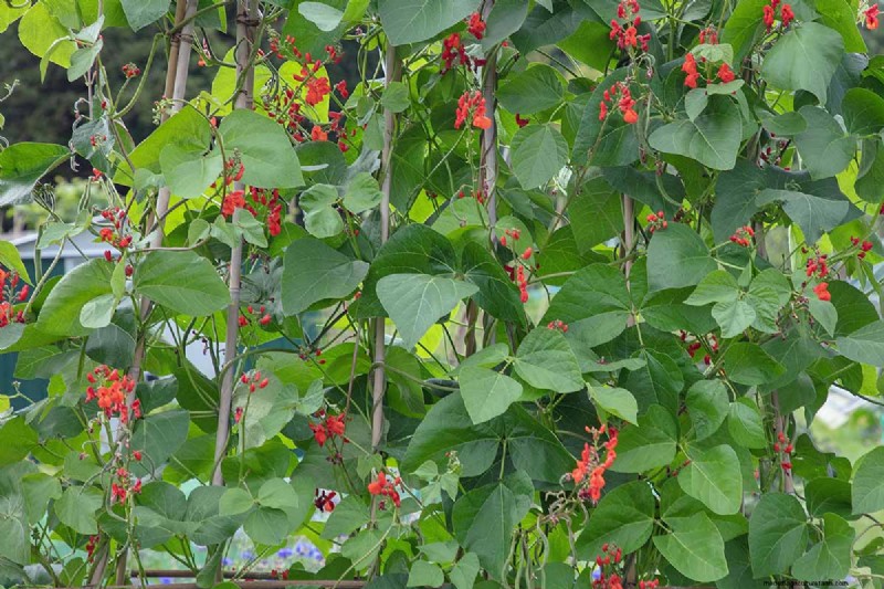 Bean Diseases: Identification, Prevention & Management