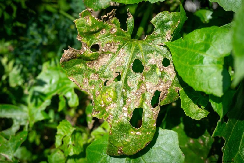 Bean Diseases: Identification, Prevention & Management
