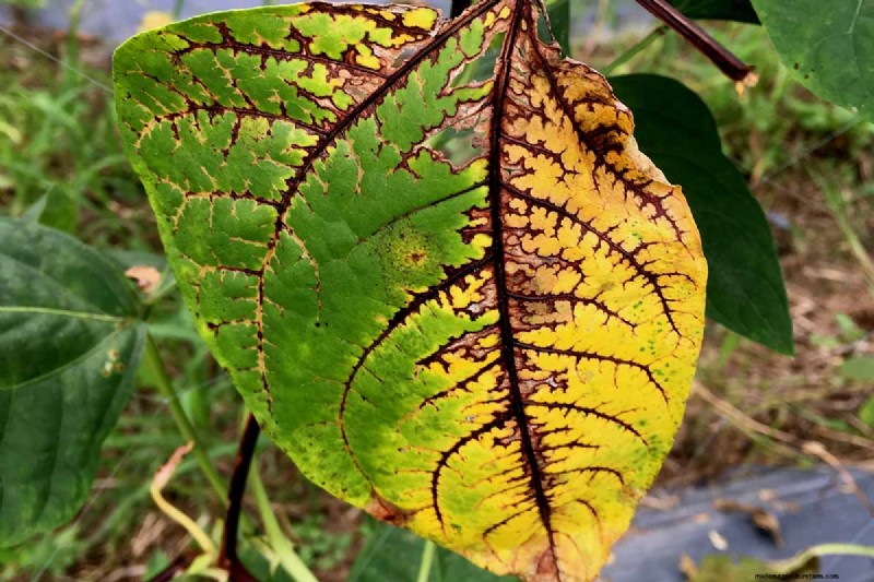 Bean Diseases: Identification, Prevention & Management