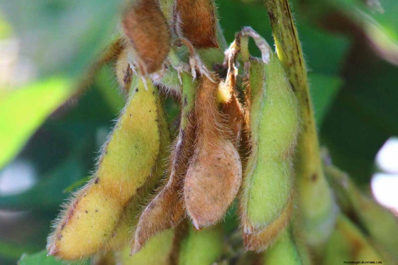 Bean Diseases: Identification, Prevention & Management