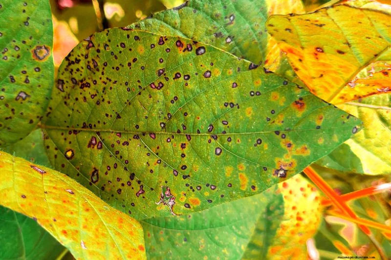 Bean Diseases: Identification, Prevention & Management