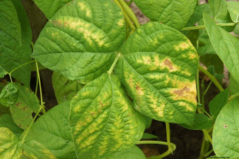 Bean Diseases: Identification, Prevention & Management