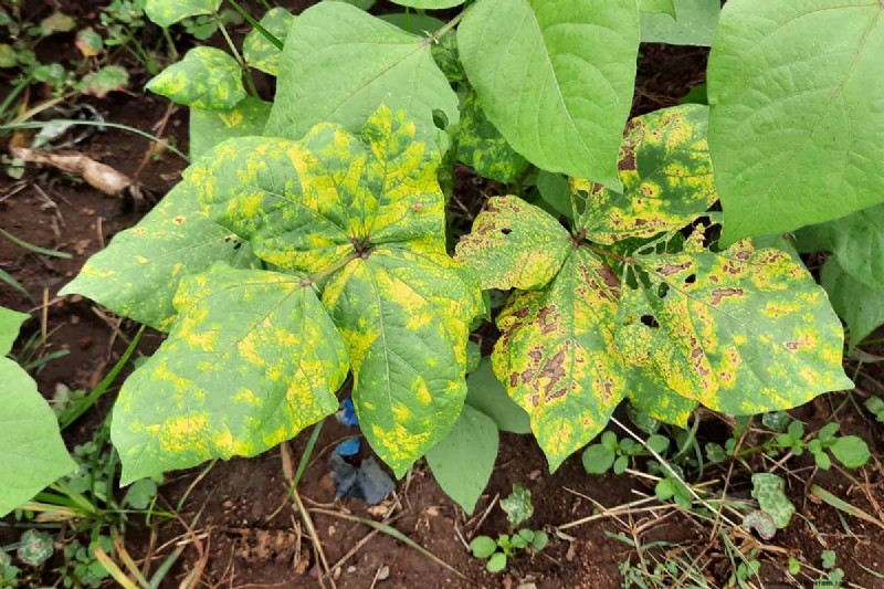 Bean Diseases: Identification, Prevention & Management