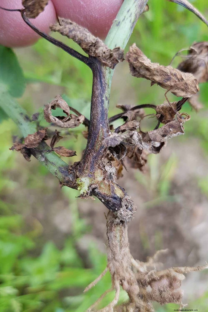 Bean Diseases: Identification, Prevention & Management