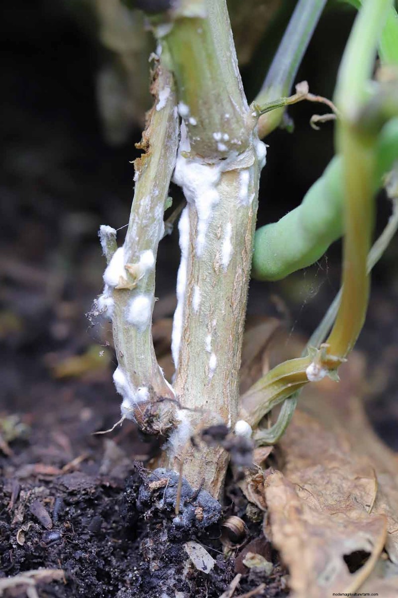 Bean Diseases: Identification, Prevention & Management