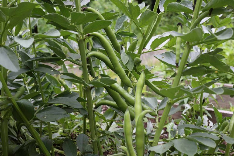 Bean Diseases: Identification, Prevention & Management