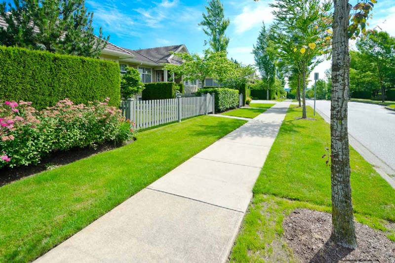 Best Salt-Tolerant Evergreen Shrubs for Sidewalk Strips