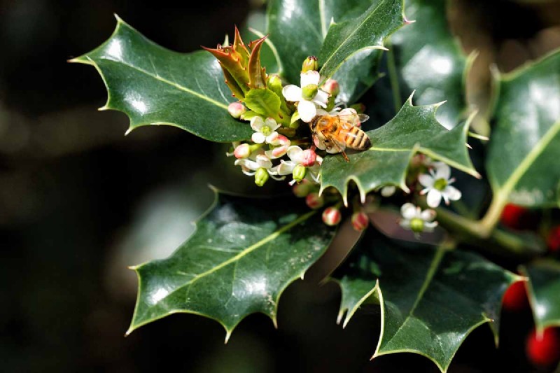 Best Salt-Tolerant Evergreen Shrubs for Sidewalk Strips