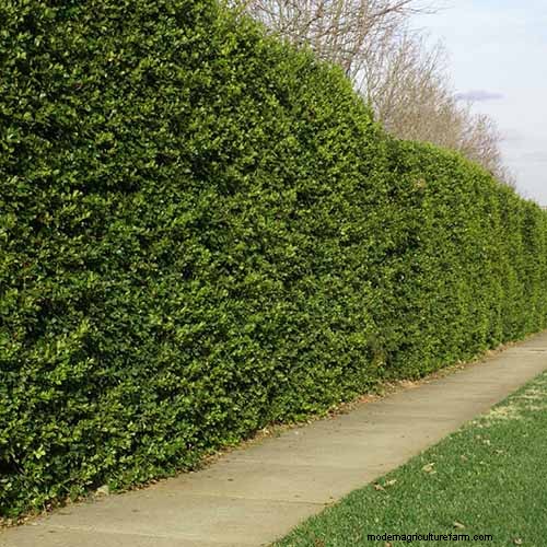 Best Salt-Tolerant Evergreen Shrubs for Sidewalk Strips