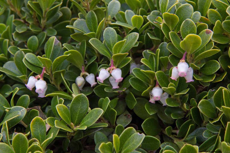 Best Salt-Tolerant Evergreen Shrubs for Sidewalk Strips