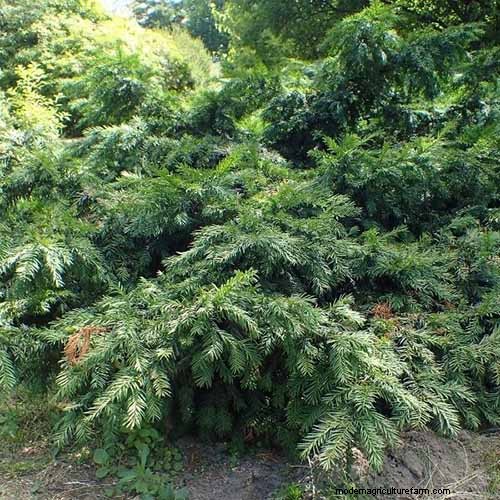 Best Salt-Tolerant Evergreen Shrubs for Sidewalk Strips