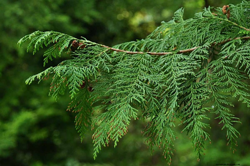 Best Salt-Tolerant Evergreen Shrubs for Sidewalk Strips