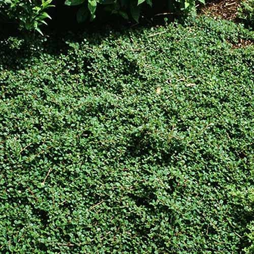 Best Salt-Tolerant Evergreen Shrubs for Sidewalk Strips