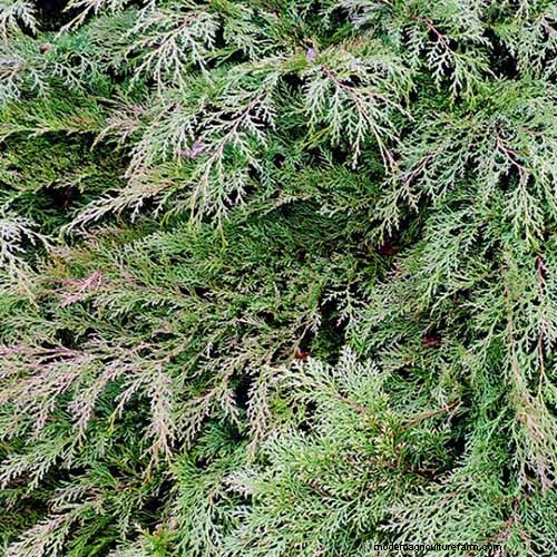 Best Salt-Tolerant Evergreen Shrubs for Sidewalk Strips