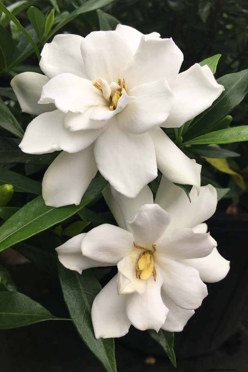 Best Salt-Tolerant Evergreen Shrubs for Sidewalk Strips