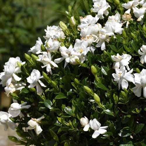 Best Salt-Tolerant Evergreen Shrubs for Sidewalk Strips