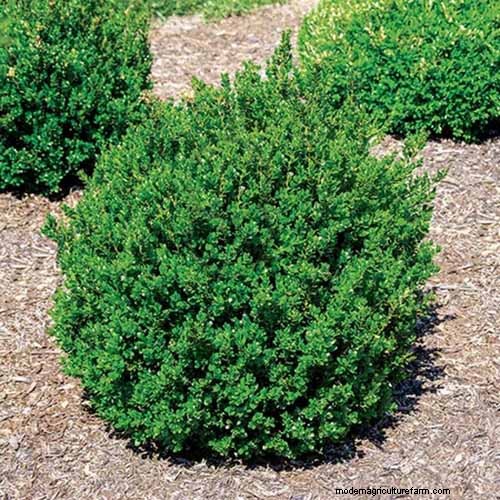 Best Salt-Tolerant Evergreen Shrubs for Sidewalk Strips