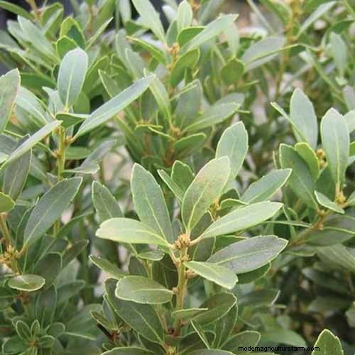 Best Salt-Tolerant Evergreen Shrubs for Sidewalk Strips