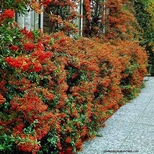 Best Salt-Tolerant Evergreen Shrubs for Sidewalk Strips