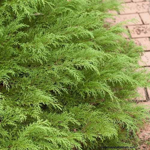 Best Salt-Tolerant Evergreen Shrubs for Sidewalk Strips