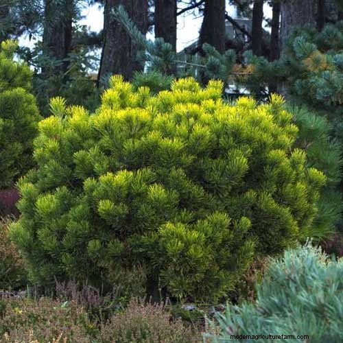 Best Salt-Tolerant Evergreen Shrubs for Sidewalk Strips
