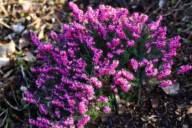 Best Salt-Tolerant Evergreen Shrubs for Sidewalk Strips