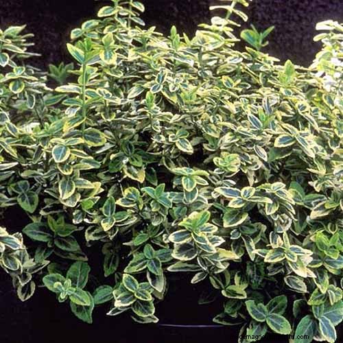 Best Salt-Tolerant Evergreen Shrubs for Sidewalk Strips