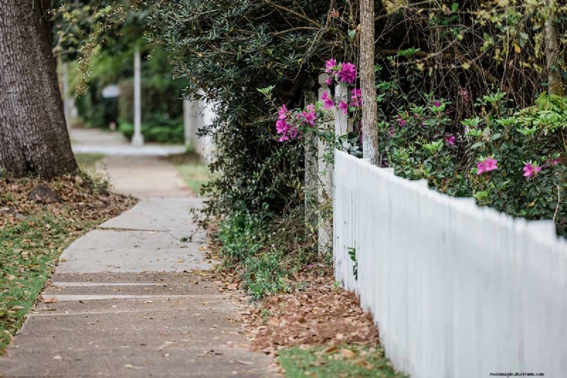 Best Salt-Tolerant Evergreen Shrubs for Sidewalk Strips