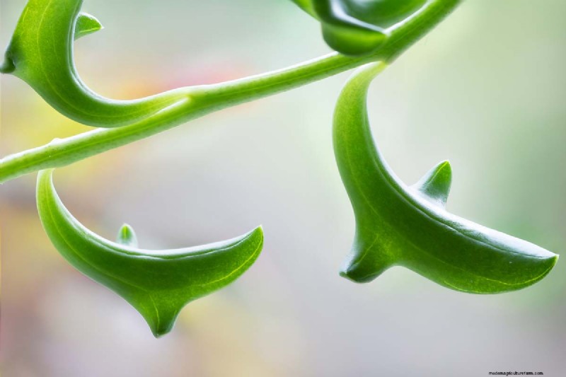String of Dolphins (Senecio rowleyanus x Bacucrio delphinatifolius): Care & Growing Guide