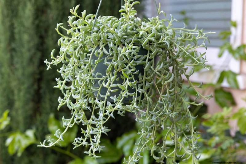 String of Dolphins (Senecio rowleyanus x Bacucrio delphinatifolius): Care & Growing Guide