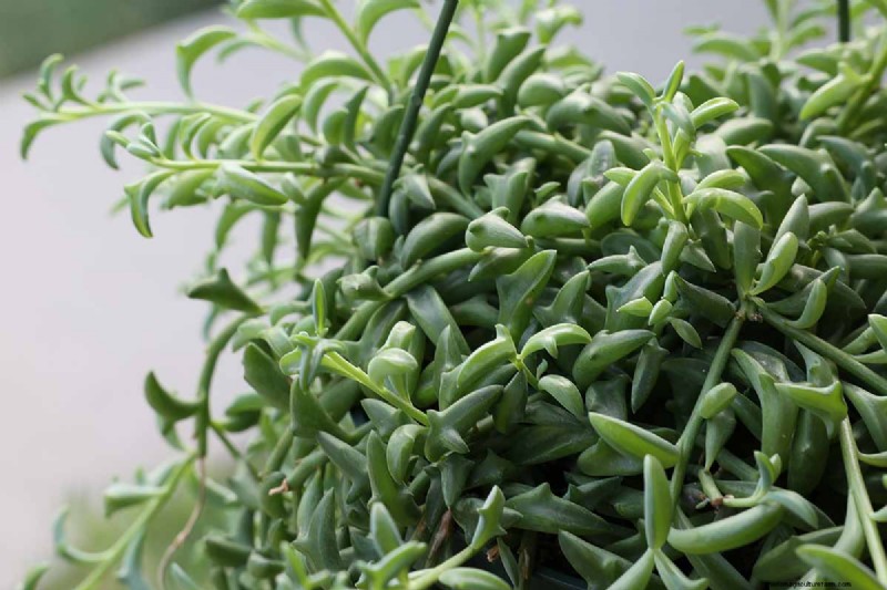 String of Dolphins (Senecio rowleyanus x Bacucrio delphinatifolius): Care & Growing Guide