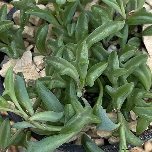 String of Dolphins (Senecio rowleyanus x Bacucrio delphinatifolius): Care & Growing Guide