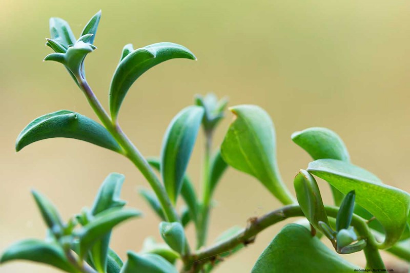 String of Dolphins (Senecio rowleyanus x Bacucrio delphinatifolius): Care & Growing Guide
