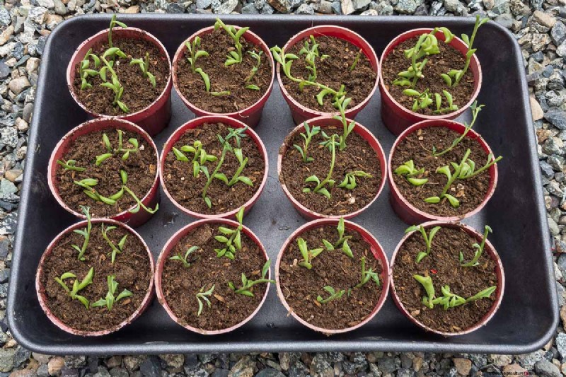 String of Dolphins (Senecio rowleyanus x Bacucrio delphinatifolius): Care & Growing Guide