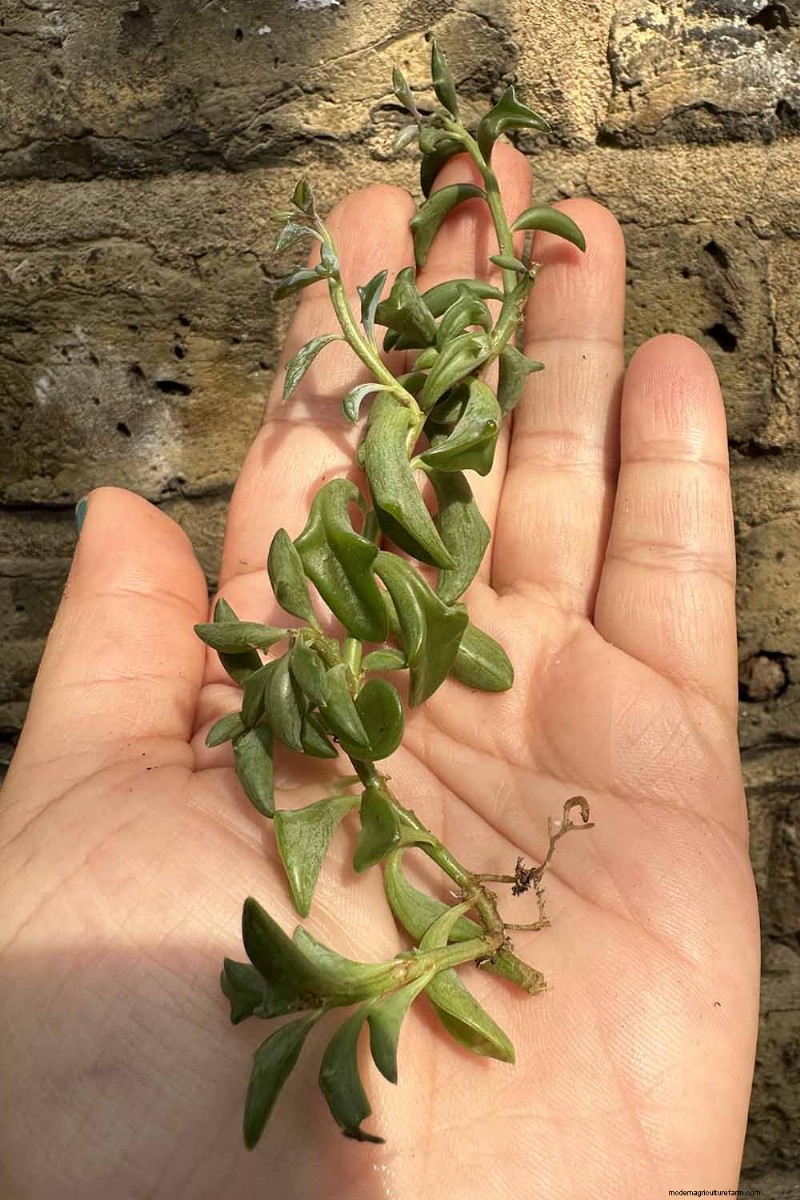 String of Dolphins (Senecio rowleyanus x Bacucrio delphinatifolius): Care & Growing Guide