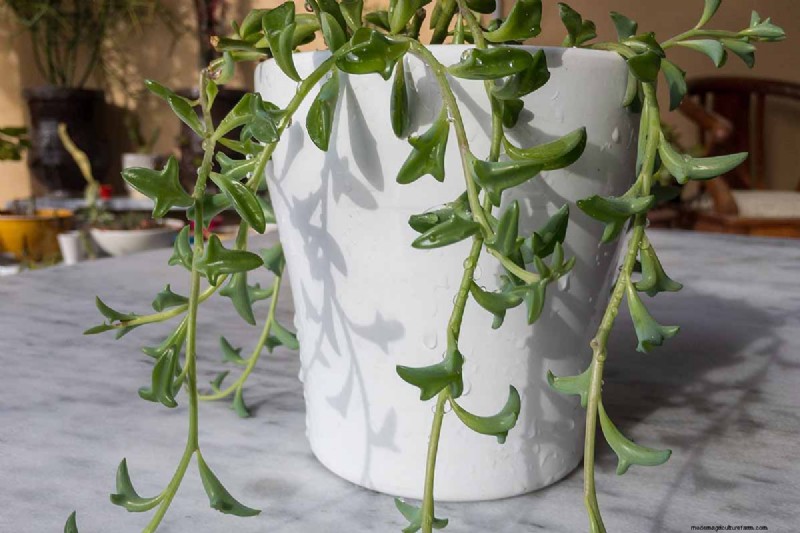 String of Dolphins (Senecio rowleyanus x Bacucrio delphinatifolius): Care & Growing Guide