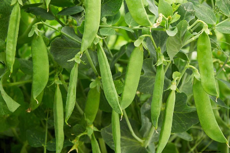 Protect Your Peas: Identifying & Controlling 15 Common Pests