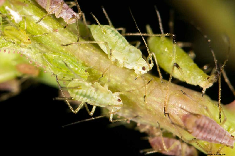Protect Your Peas: Identifying & Controlling 15 Common Pests