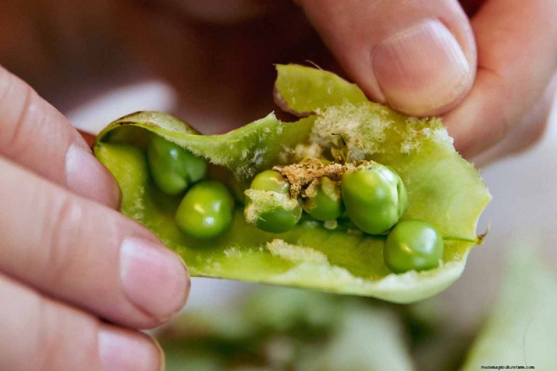 Protect Your Peas: Identifying & Controlling 15 Common Pests