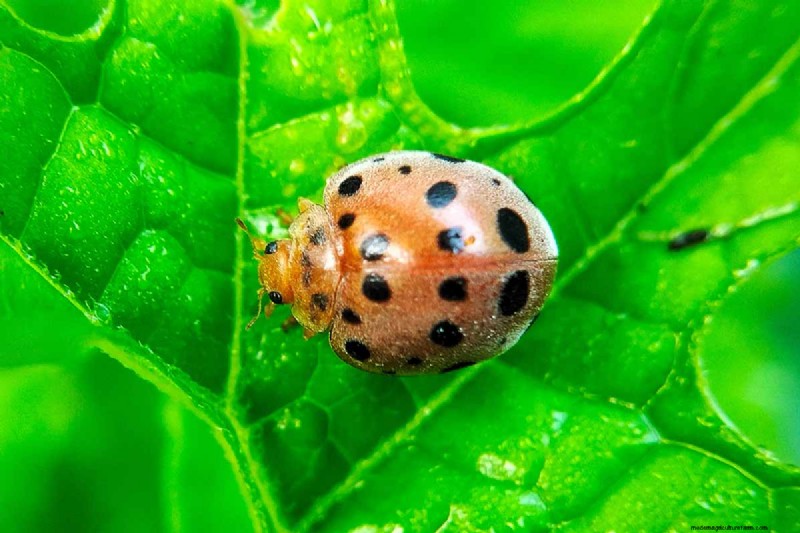 Protect Your Peas: Identifying & Controlling 15 Common Pests