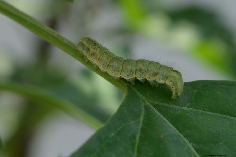 Protect Your Peas: Identifying & Controlling 15 Common Pests