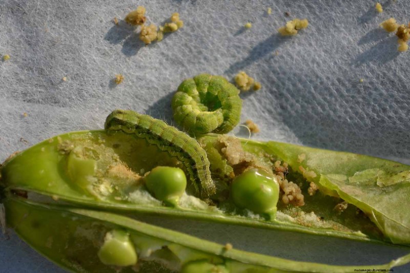 Protect Your Peas: Identifying & Controlling 15 Common Pests