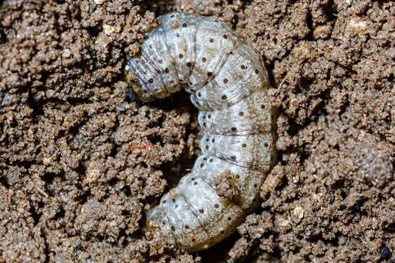 Protect Your Peas: Identifying & Controlling 15 Common Pests