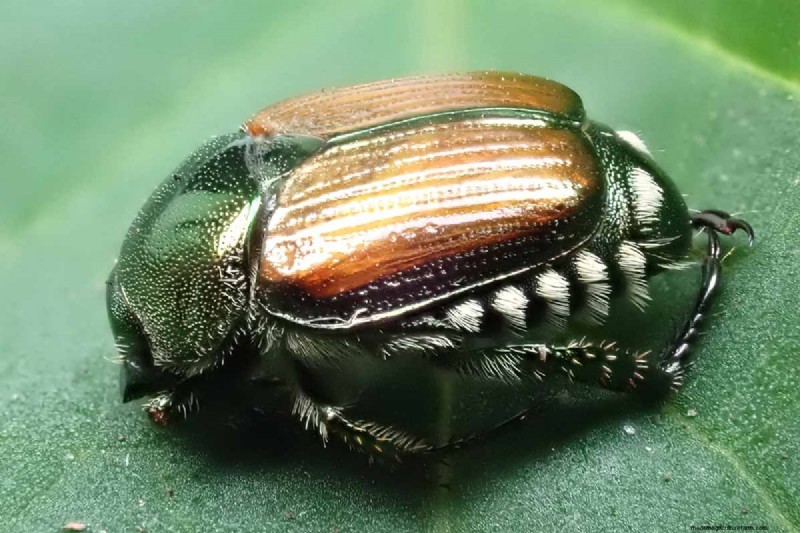 Protect Your Peas: Identifying & Controlling 15 Common Pests